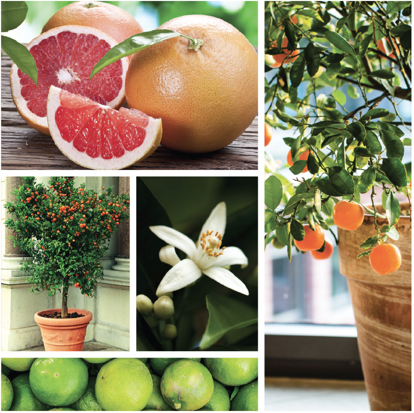 SustGardening1