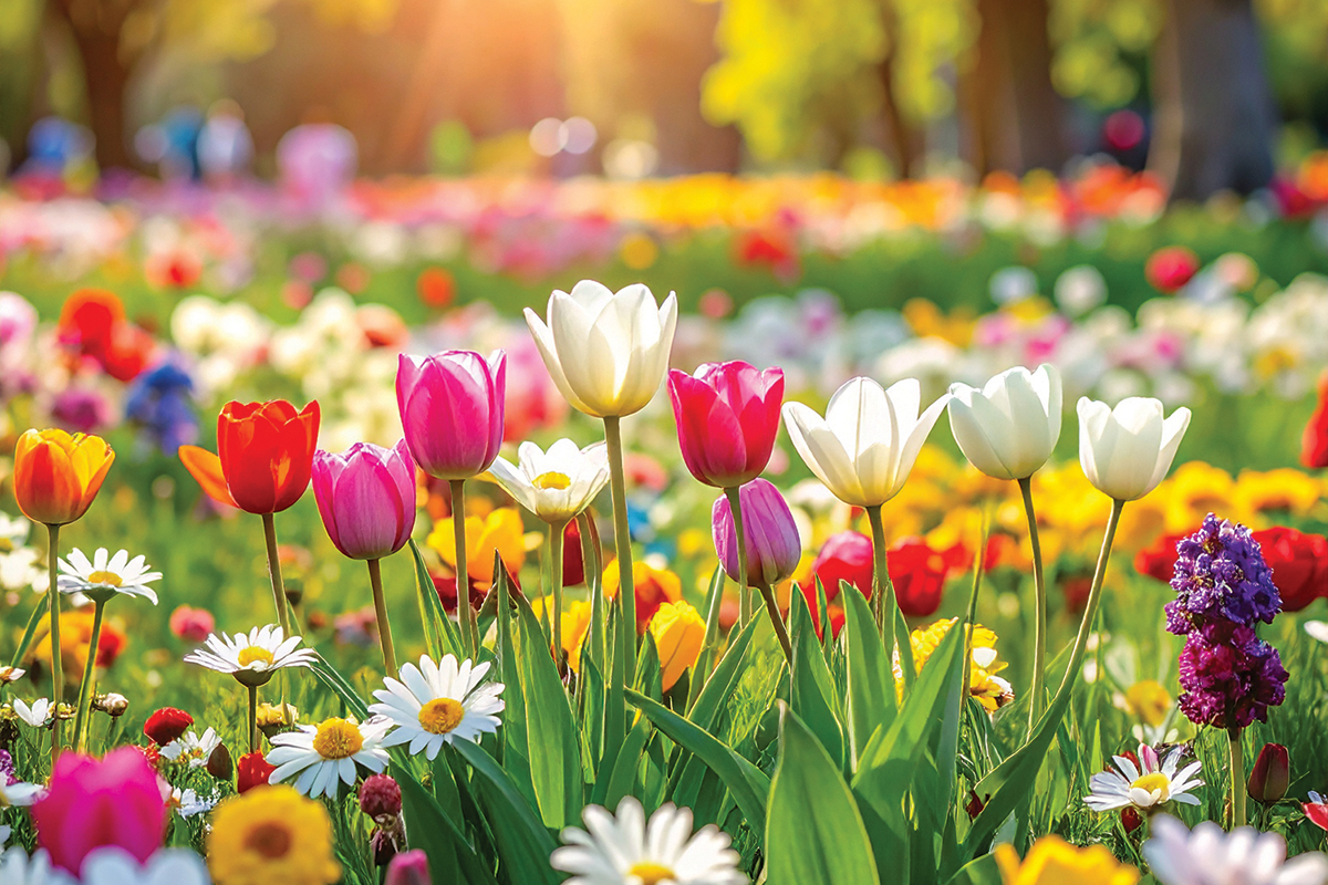 Flowers and tulips in a garden