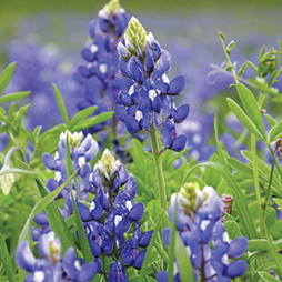Bluebonnets
