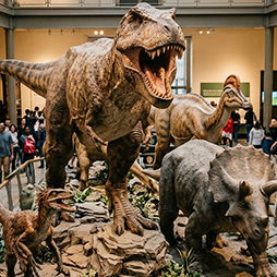 Dinosaur display